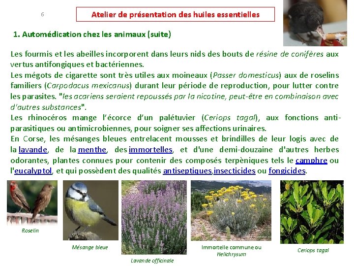 6 Atelier de présentation des huiles essentielles 1. Automédication chez les animaux (suite) Les