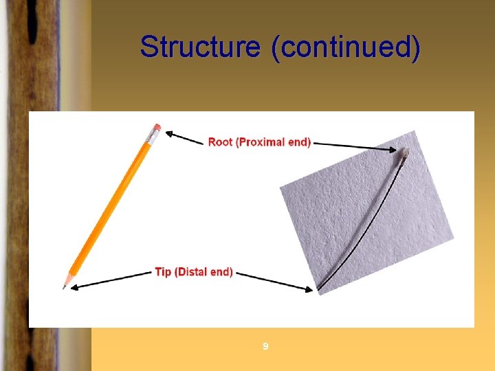 Structure (continued) 9 