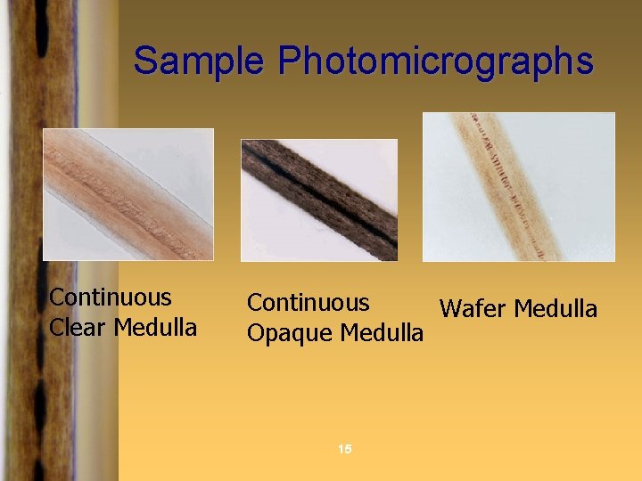 Sample Photomicrographs Continuous Clear Medulla Continuous Wafer Medulla Opaque Medulla 15 