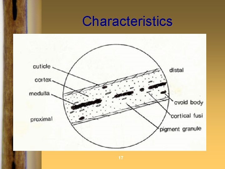 Characteristics 17 