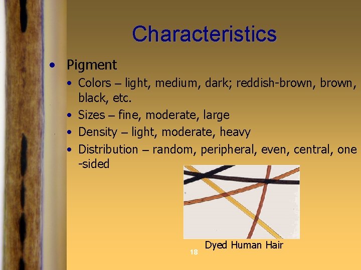 Characteristics • Pigment • Colors – light, medium, dark; reddish-brown, black, etc. • Sizes