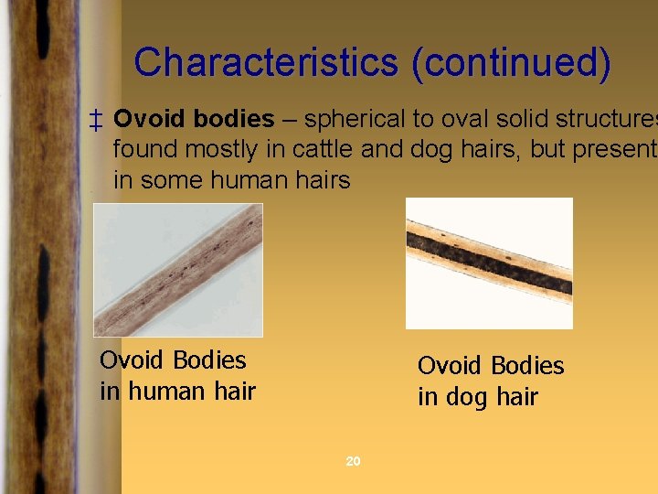Characteristics (continued) ‡ Ovoid bodies – spherical to oval solid structures found mostly in