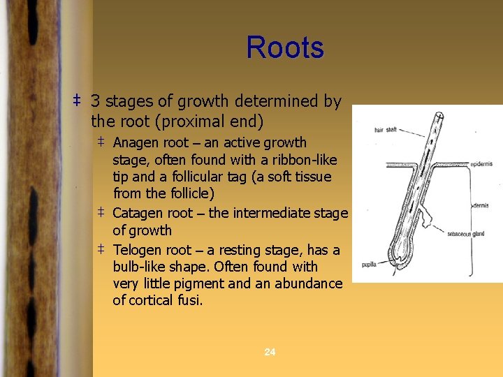 Roots ‡ 3 stages of growth determined by the root (proximal end) ‡ Anagen