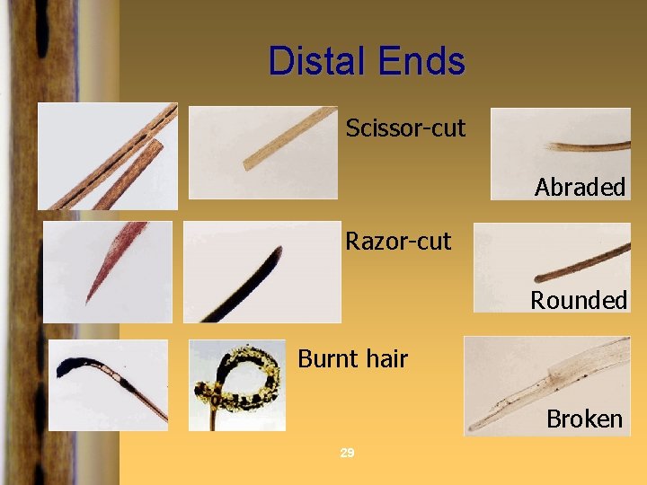 Distal Ends Scissor-cut Abraded Razor-cut Rounded Burnt hair Broken 29 