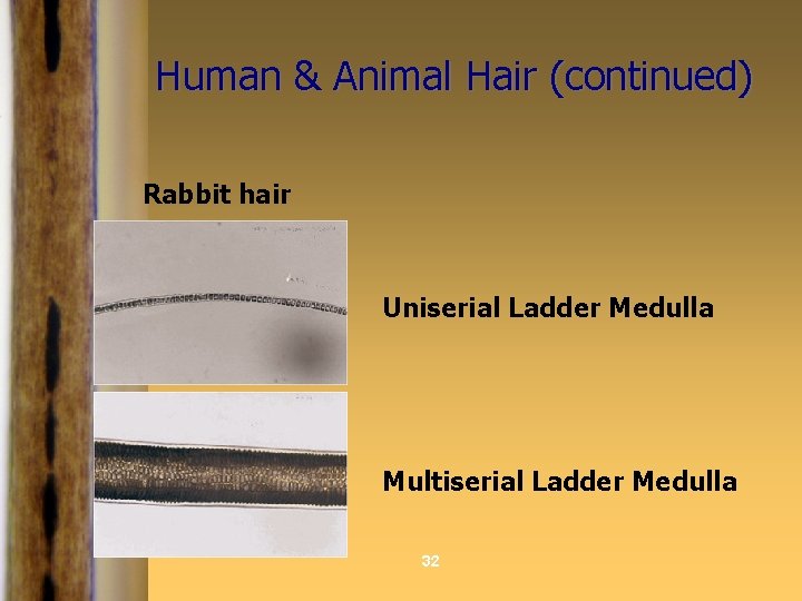 Human & Animal Hair (continued) Rabbit hair Uniserial Ladder Medulla Multiserial Ladder Medulla 32