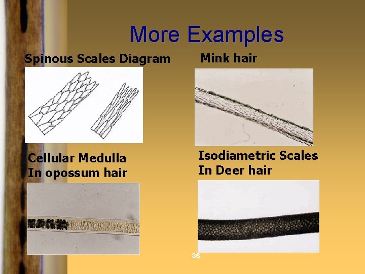 More Examples Spinous Scales Diagram Mink hair Cellular Medulla In opossum hair Isodiametric Scales