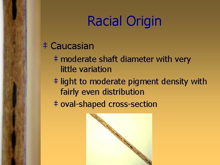 Racial Origin ‡ Caucasian ‡ moderate shaft diameter with very little variation ‡ light