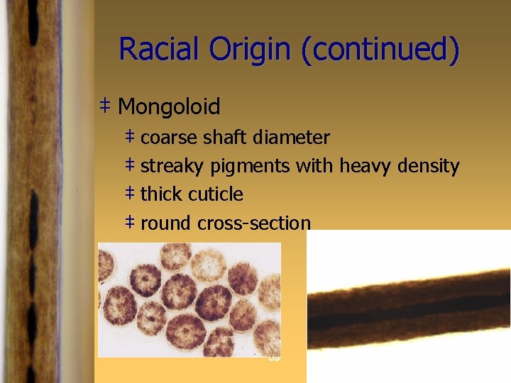 Racial Origin (continued) ‡ Mongoloid ‡ coarse shaft diameter ‡ streaky pigments with heavy