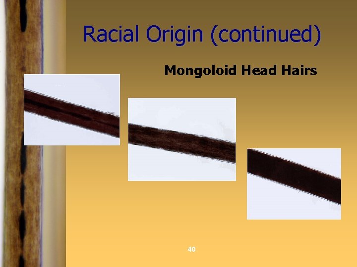 Racial Origin (continued) Mongoloid Head Hairs 40 