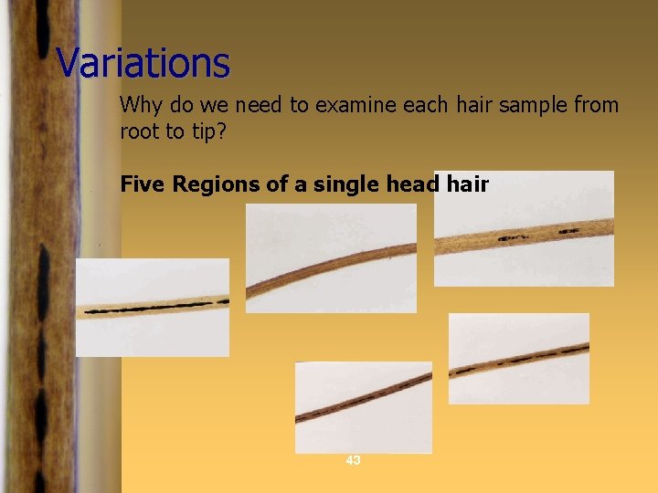 Variations Why do we need to examine each hair sample from root to tip?
