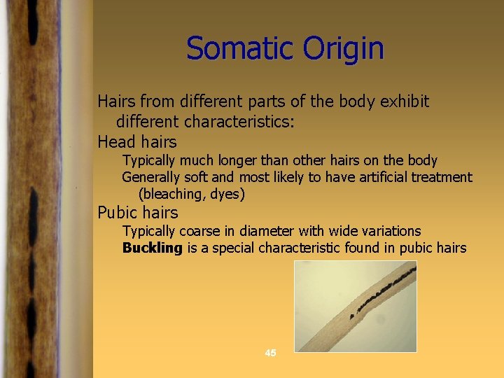 Somatic Origin Hairs from different parts of the body exhibit different characteristics: Head hairs