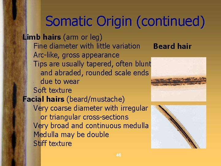 Somatic Origin (continued) Limb hairs (arm or leg) Fine diameter with little variation Beard