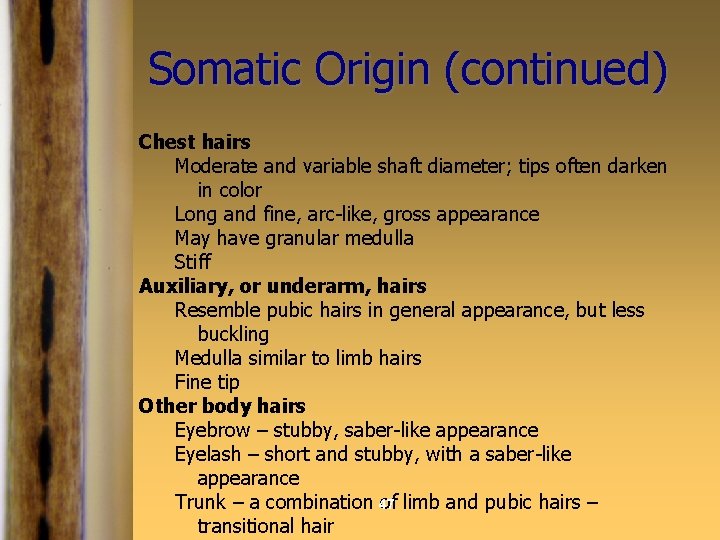 Somatic Origin (continued) Chest hairs Moderate and variable shaft diameter; tips often darken in