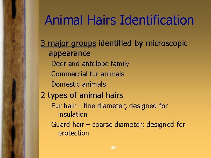Animal Hairs Identification 3 major groups identified by microscopic appearance Deer and antelope family
