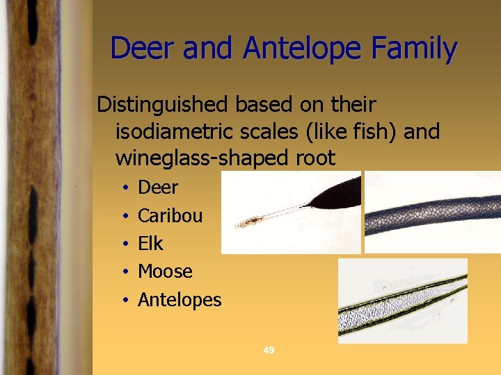 Deer and Antelope Family Distinguished based on their isodiametric scales (like fish) and wineglass-shaped