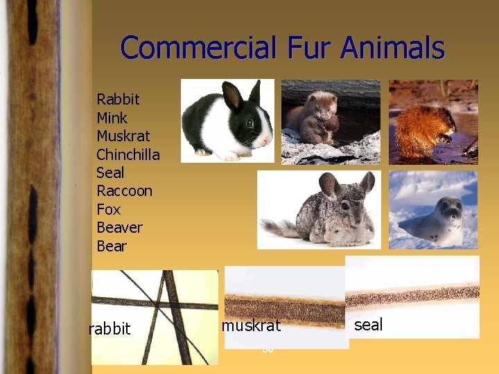 Commercial Fur Animals Rabbit Mink Muskrat Chinchilla Seal Raccoon Fox Beaver Bear rabbit muskrat