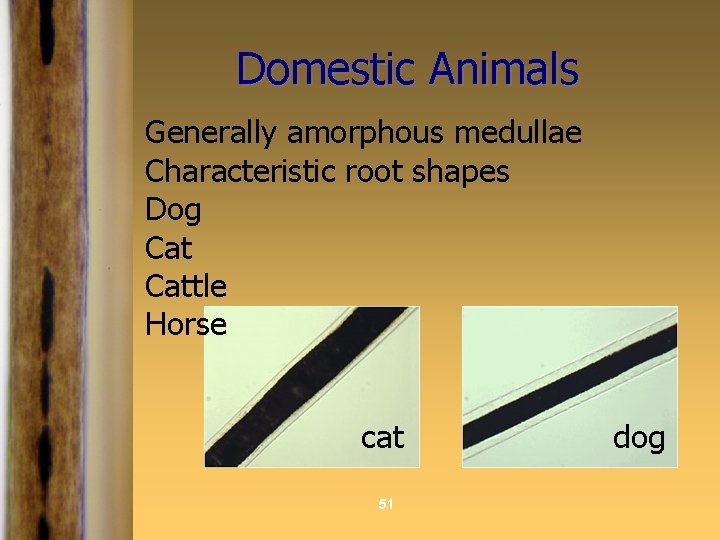 Domestic Animals Generally amorphous medullae Characteristic root shapes Dog Cattle Horse cat 51 dog