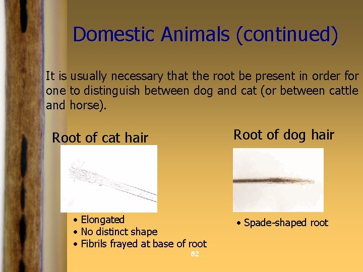 Domestic Animals (continued) It is usually necessary that the root be present in order