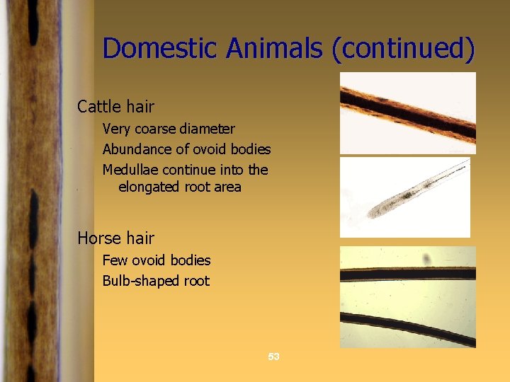 Domestic Animals (continued) Cattle hair Very coarse diameter Abundance of ovoid bodies Medullae continue