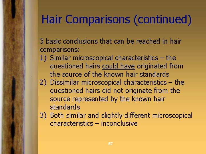 Hair Comparisons (continued) 3 basic conclusions that can be reached in hair comparisons: 1)