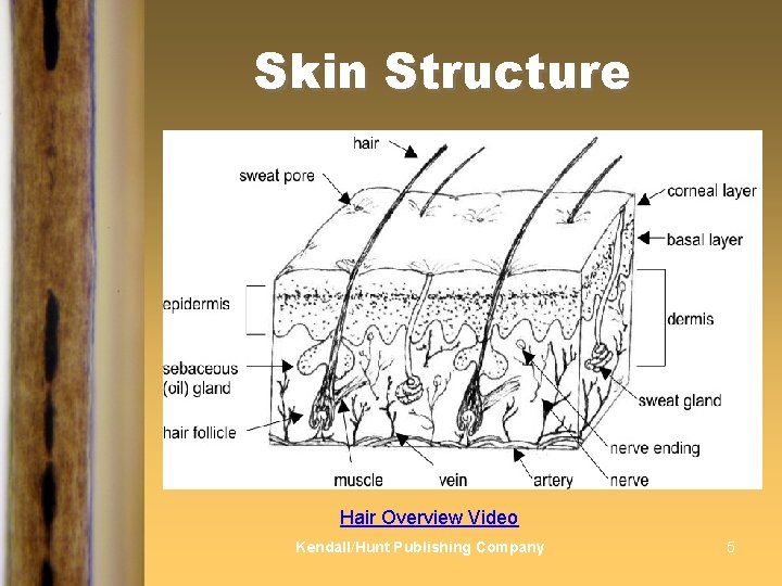 Skin Structure Hair Overview Video Kendall/Hunt Publishing Company 5 