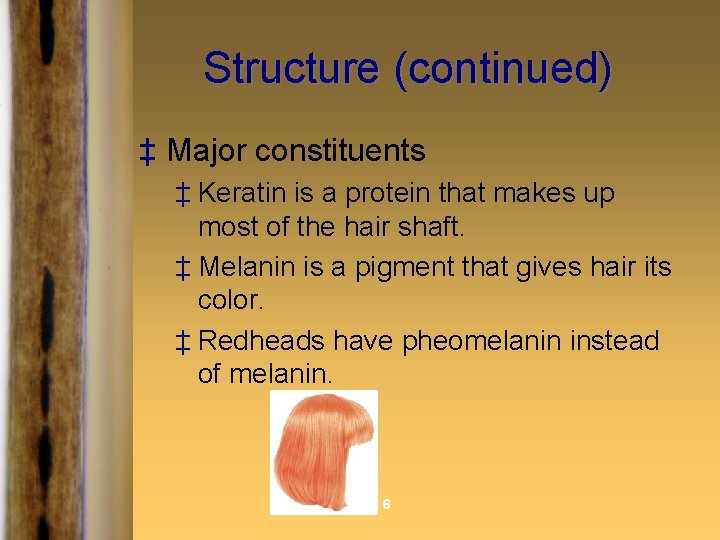 Structure (continued) ‡ Major constituents ‡ Keratin is a protein that makes up most