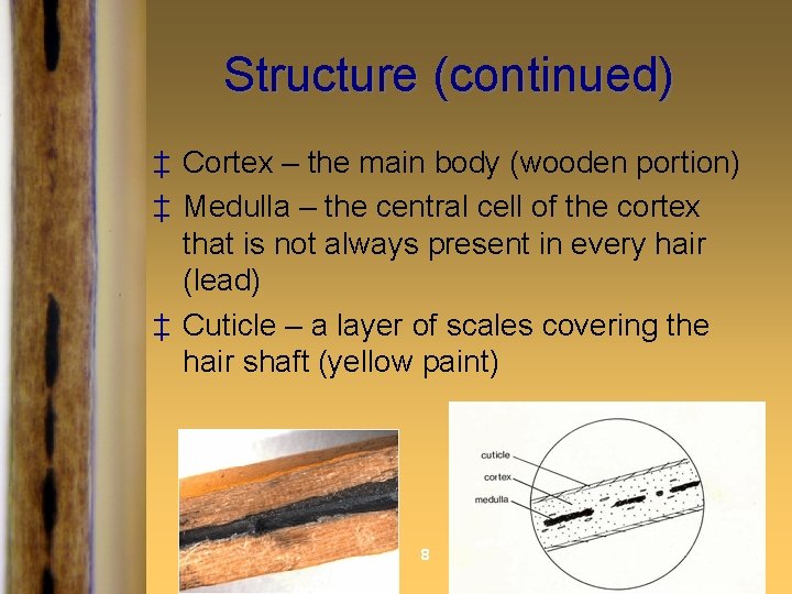 Structure (continued) ‡ Cortex – the main body (wooden portion) ‡ Medulla – the