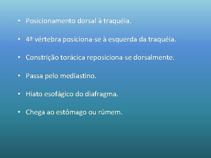  • Posicionamento dorsal à traquéia. • 4ª vértebra posiciona-se à esquerda da traquéia.