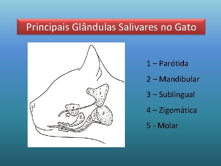 Principais Glândulas Salivares no Gato 1 – Parótida 2 – Mandibular 3 – Sublingual