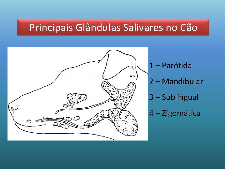 Principais Glândulas Salivares no Cão 1 – Parótida 2 – Mandibular 3 – Sublingual