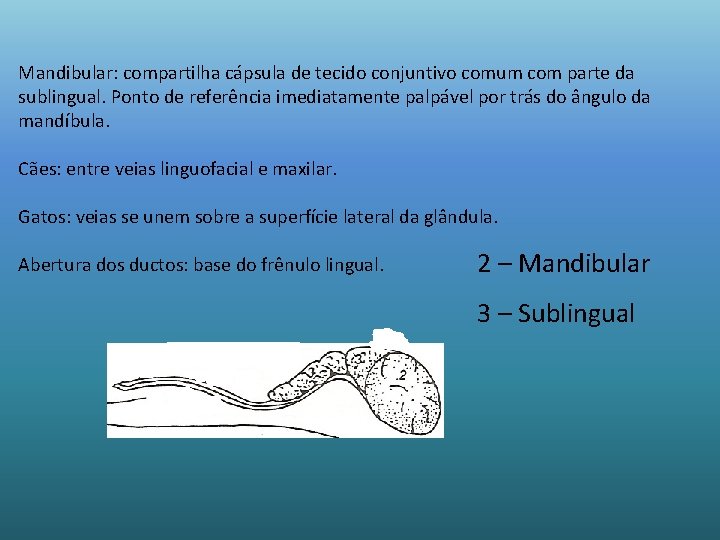 Mandibular: compartilha cápsula de tecido conjuntivo comum com parte da sublingual. Ponto de referência