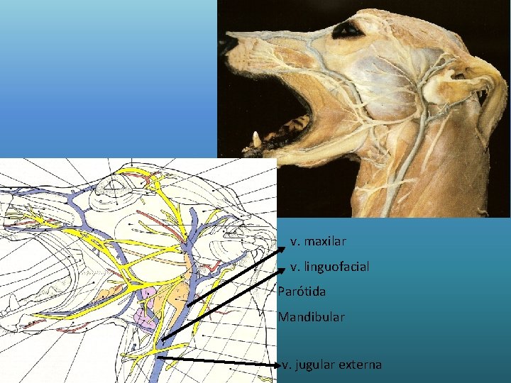 v. maxilar v. linguofacial Parótida Mandibular v. jugular externa 