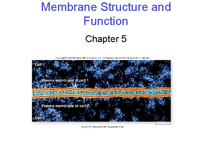 Membrane Structure and Function Chapter 5 