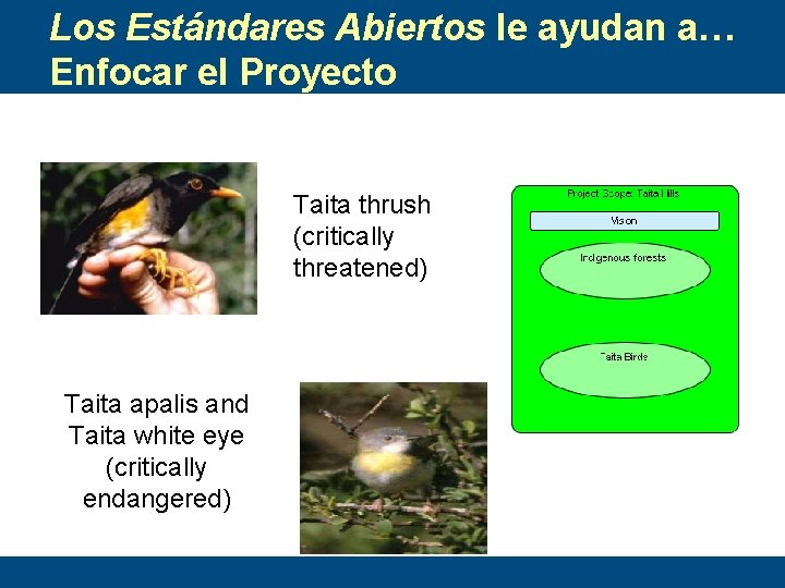 Los Estándares Abiertos le ayudan a… Enfocar el Proyecto Taita thrush (critically threatened) Taita