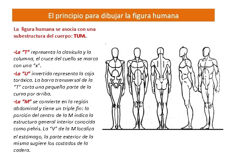 El principio para dibujar la figura humana La figura humana se asocia con una