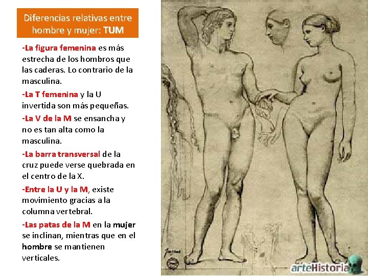 Diferencias relativas entre hombre y mujer: TUM -La figura femenina es más estrecha de