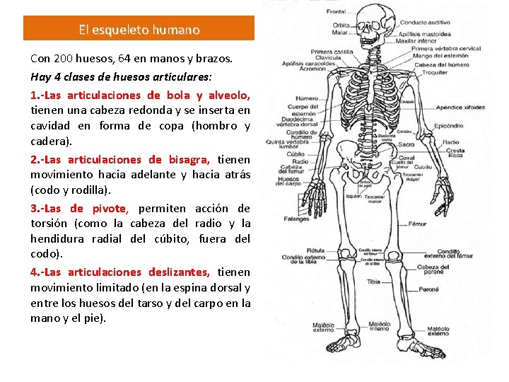 El esqueleto humano Con 200 huesos, 64 en manos y brazos. Hay 4 clases