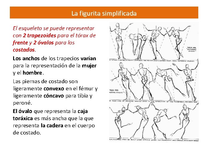 La figurita simplificada El esqueleto se puede representar con 2 trapezoides para el tórax