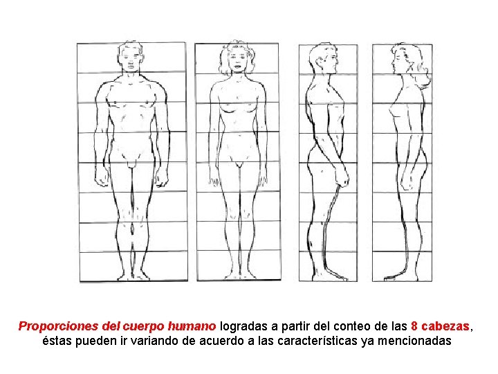 Proporciones del cuerpo humano logradas a partir del conteo de las 8 cabezas, éstas