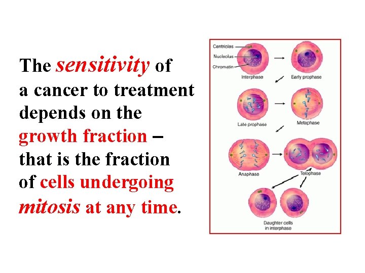 The sensitivity of a cancer to treatment depends on the growth fraction that is