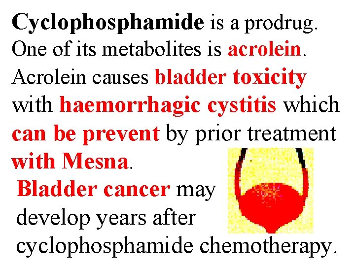 Cyclophosphamide is a prodrug. One of its metabolites is acrolein. Acrolein causes bladder toxicity