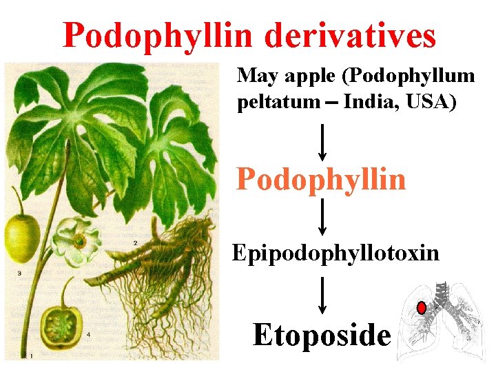 Podophyllin derivatives May apple (Podophyllum peltatum - India, USA) Podophyllin Epipodophyllotoxin Etoposide 