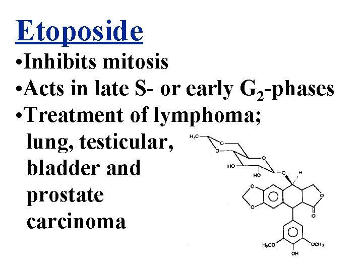 Etoposide • Inhibits mitosis • Acts in late S- or early G 2 -phases