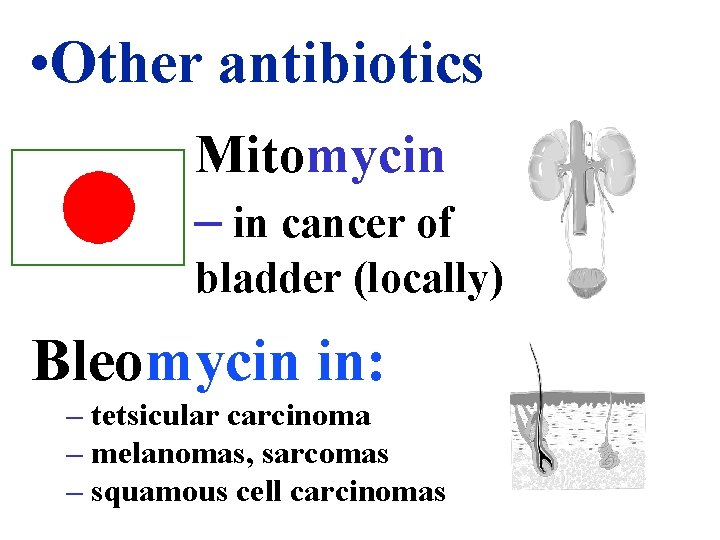  • Other antibiotics Mitomycin – in cancer of bladder (locally) Bleomycin in: –