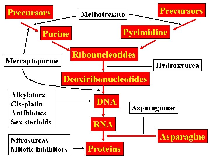 Precursors Methotrexate Pyrimidine Purine Ribonucleotides Mercaptopurine Hydroxyurea Deoxiribonucleotides Alkylators Cis-platin Antibiotics Sex sterioids Nitrosureas