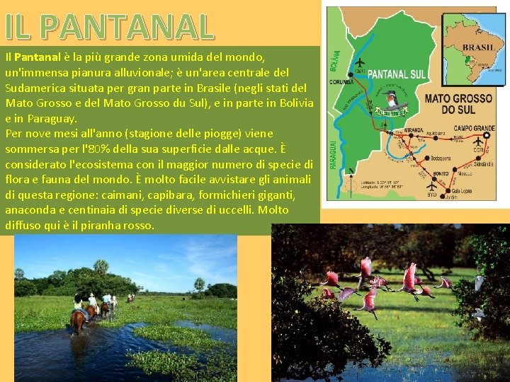 IL PANTANAL Il Pantanal è la più grande zona umida del mondo, un'immensa pianura