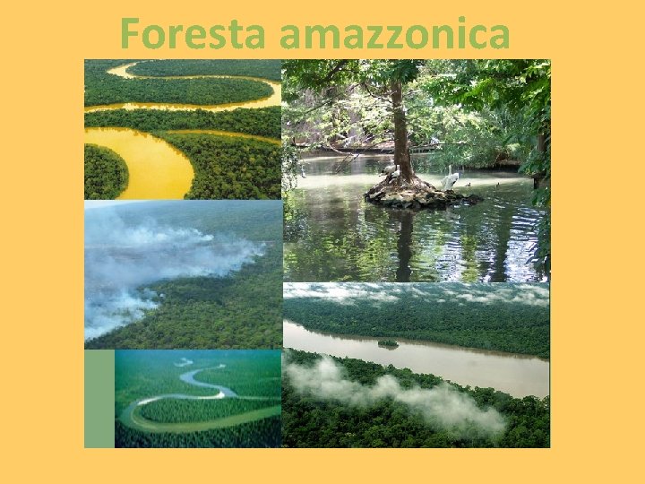 Foresta amazzonica 