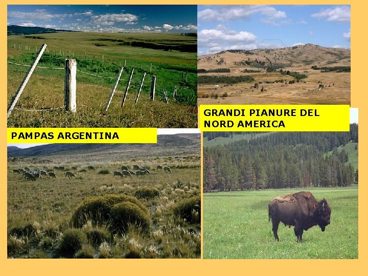 GRANDI PIANURE DEL NORD AMERICA PAMPAS ARGENTINA 