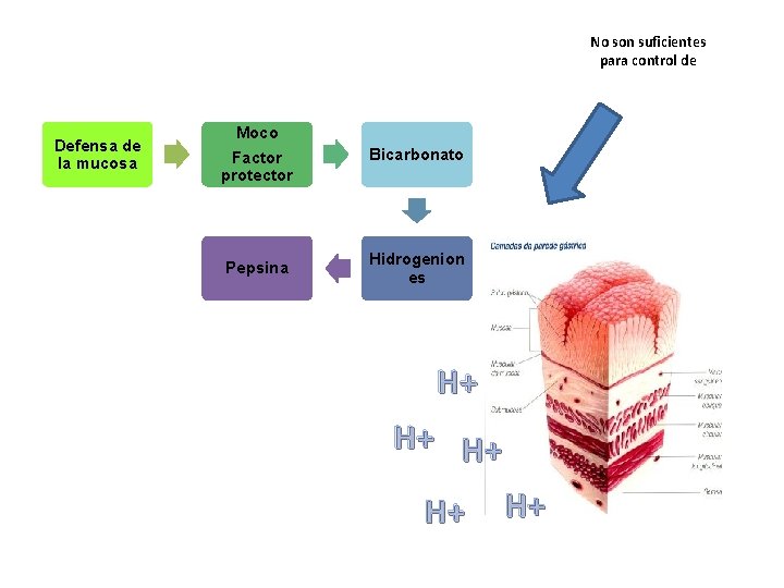 No son suficientes para control de Defensa de la mucosa Moco Factor protector Bicarbonato