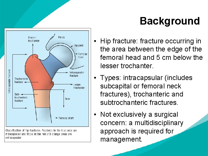 Background • Hip fracture: fracture occurring in the area between the edge of the